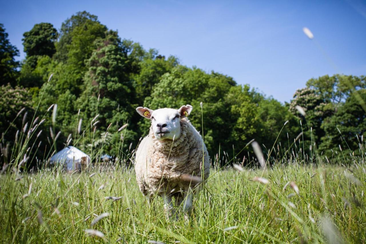 Hotel Rock Farm Slane - Glamping Pokój zdjęcie